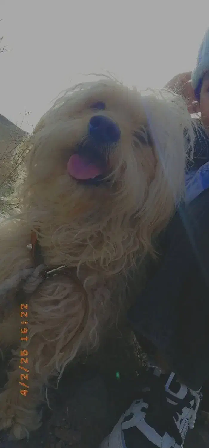 گمشده|سگ|رفسنجان, |دیوار