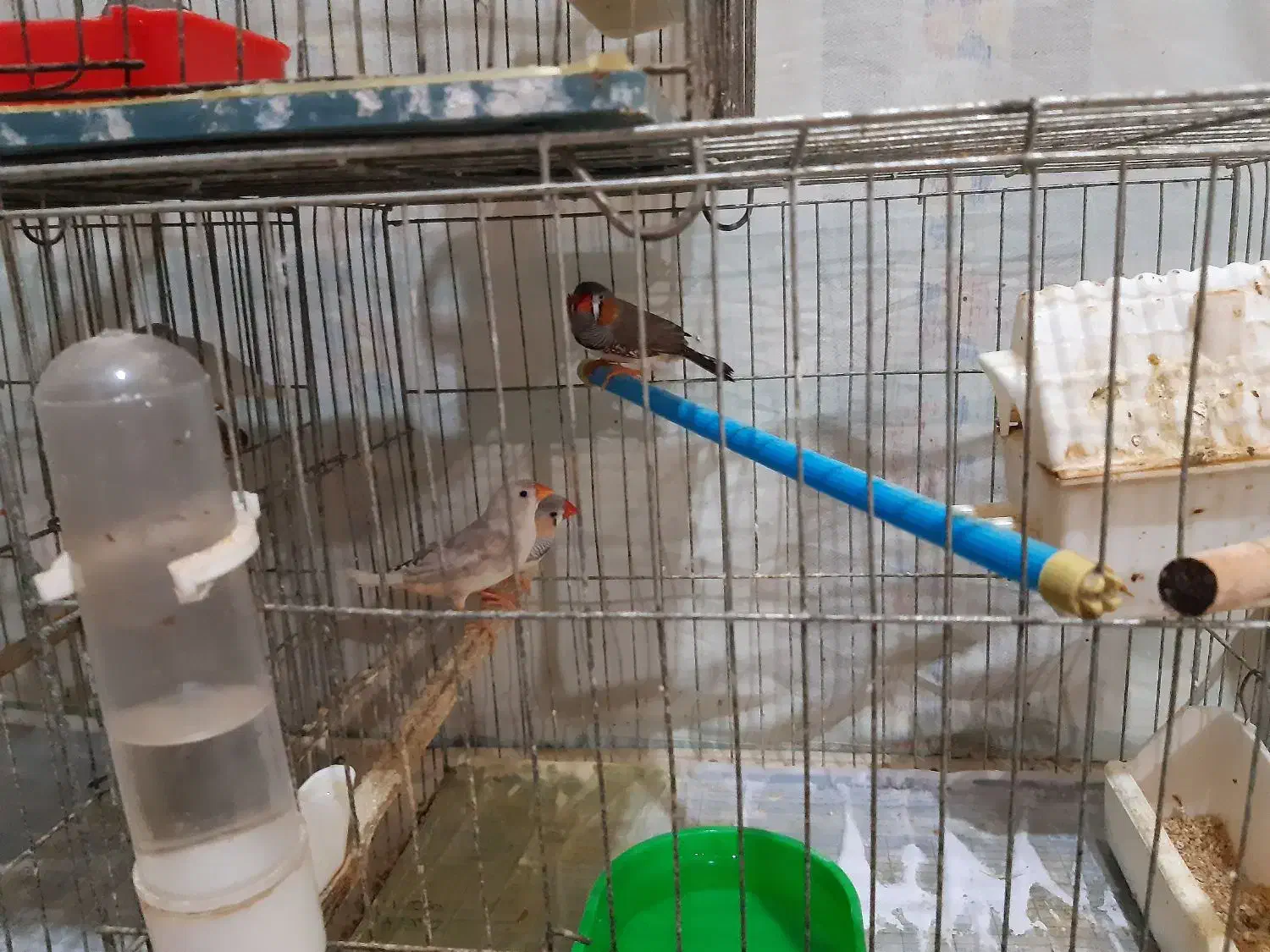 3جفت فنج با3قفس وتمام وسایل یکجاوهم جفت تکی|پرنده|پاکدشت, پاکدشت (مامازند)|دیوار