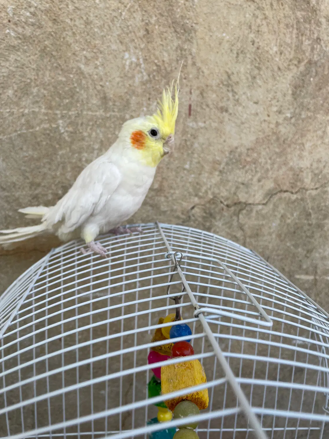 پرنده|پرنده|شاهین دژ, |دیوار