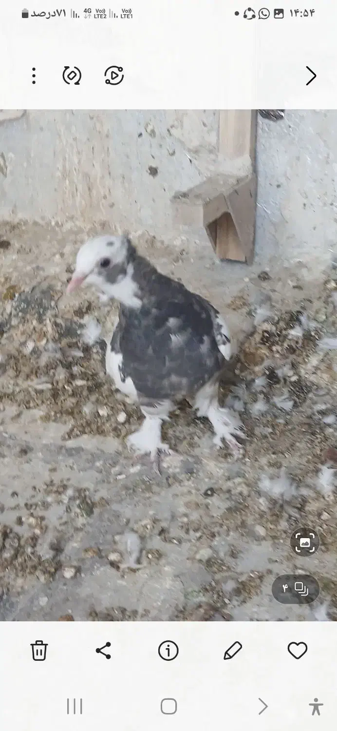 طوقی جوجه|پرنده|شیراز, کفترک|دیوار