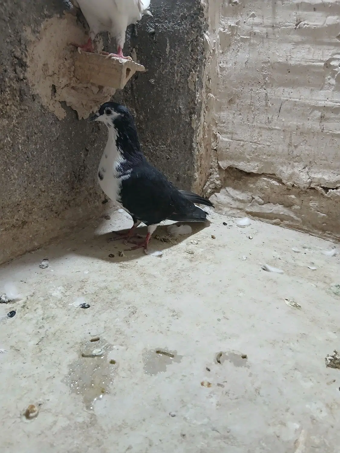 کفتر|پرنده|مشهد, خواجه ربیع|دیوار