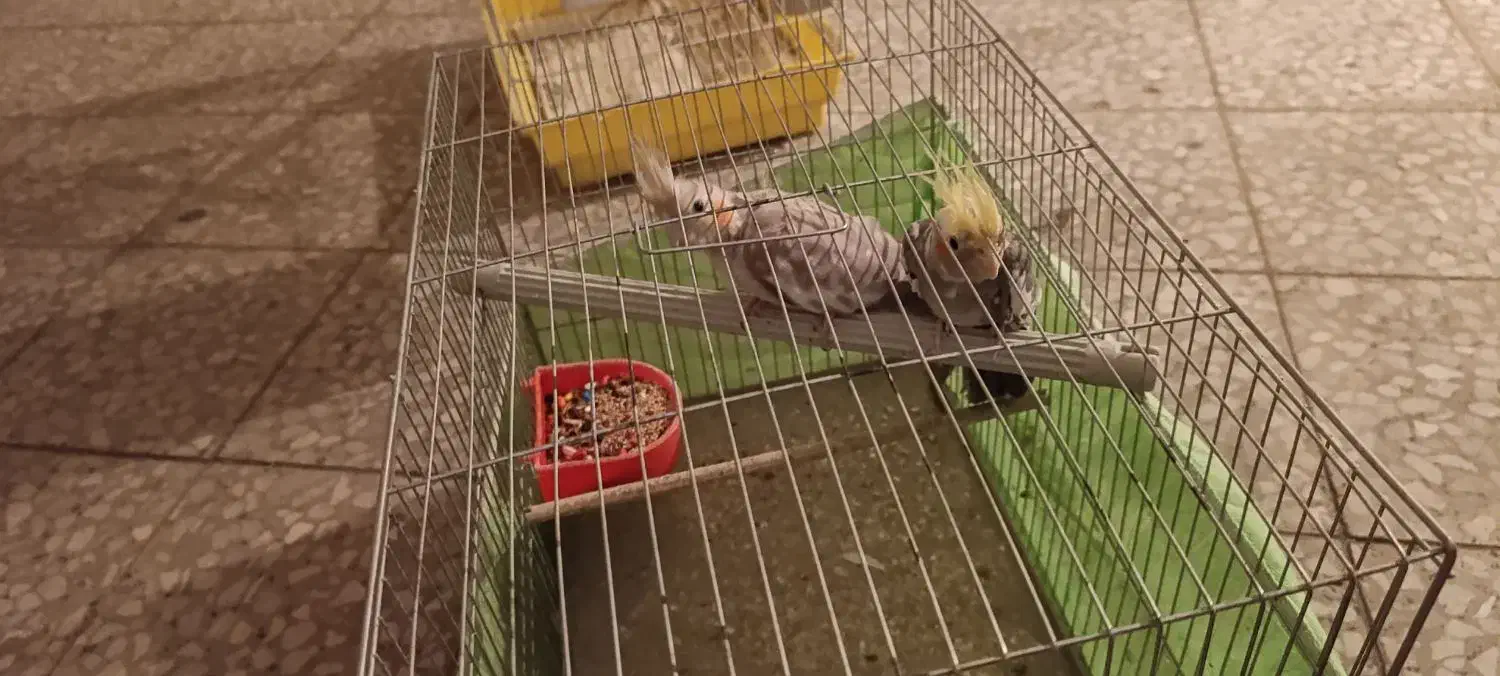 عروس با لوازم|پرنده|محمدیه-قزوین, |دیوار