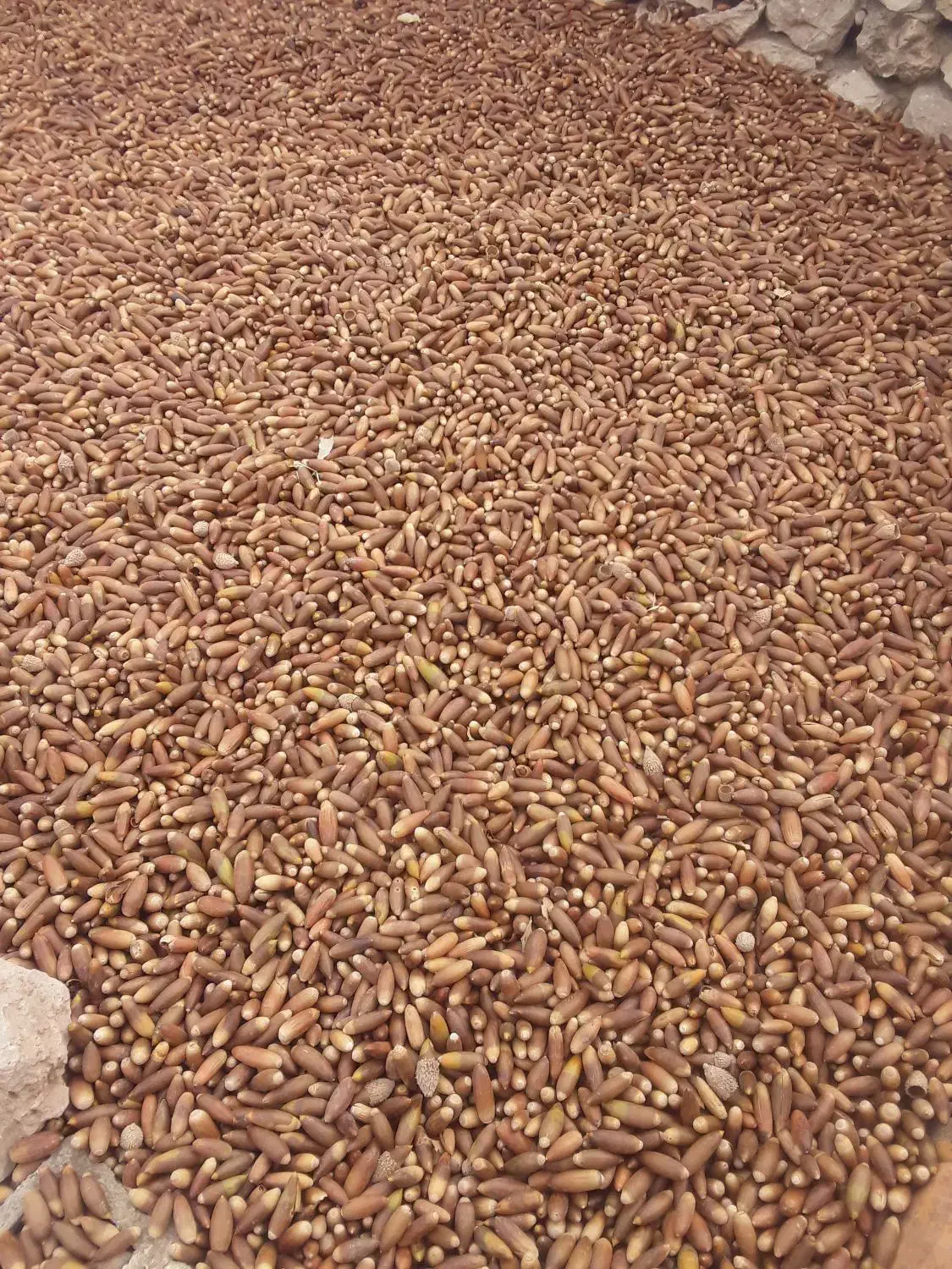 بلوط فروشی|عمدهفروشی|لوداب, |دیوار