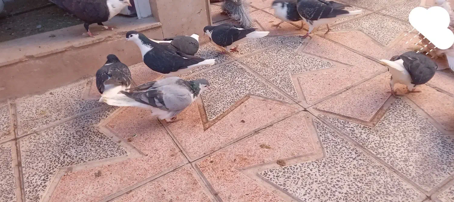 خوش رنگ|پرنده|املش, |دیوار