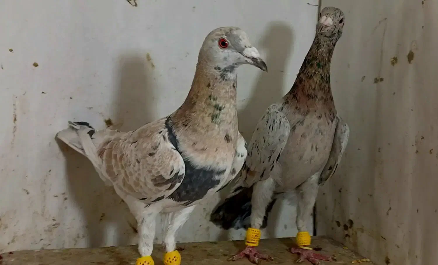 زردهفرنگ خرمایی هفرنگ|پرنده|قزوین, |دیوار