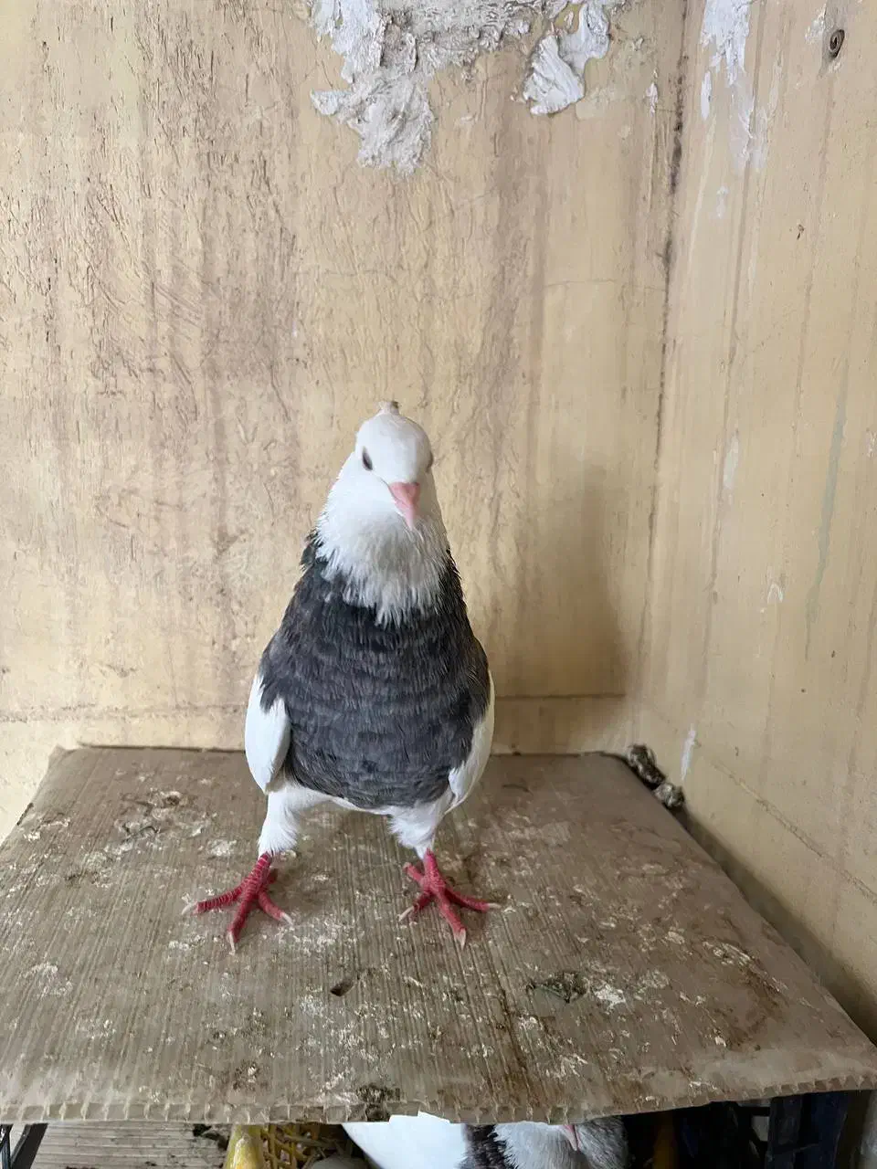 کبوتر طوقی نر|پرنده|خرمشهر, |دیوار