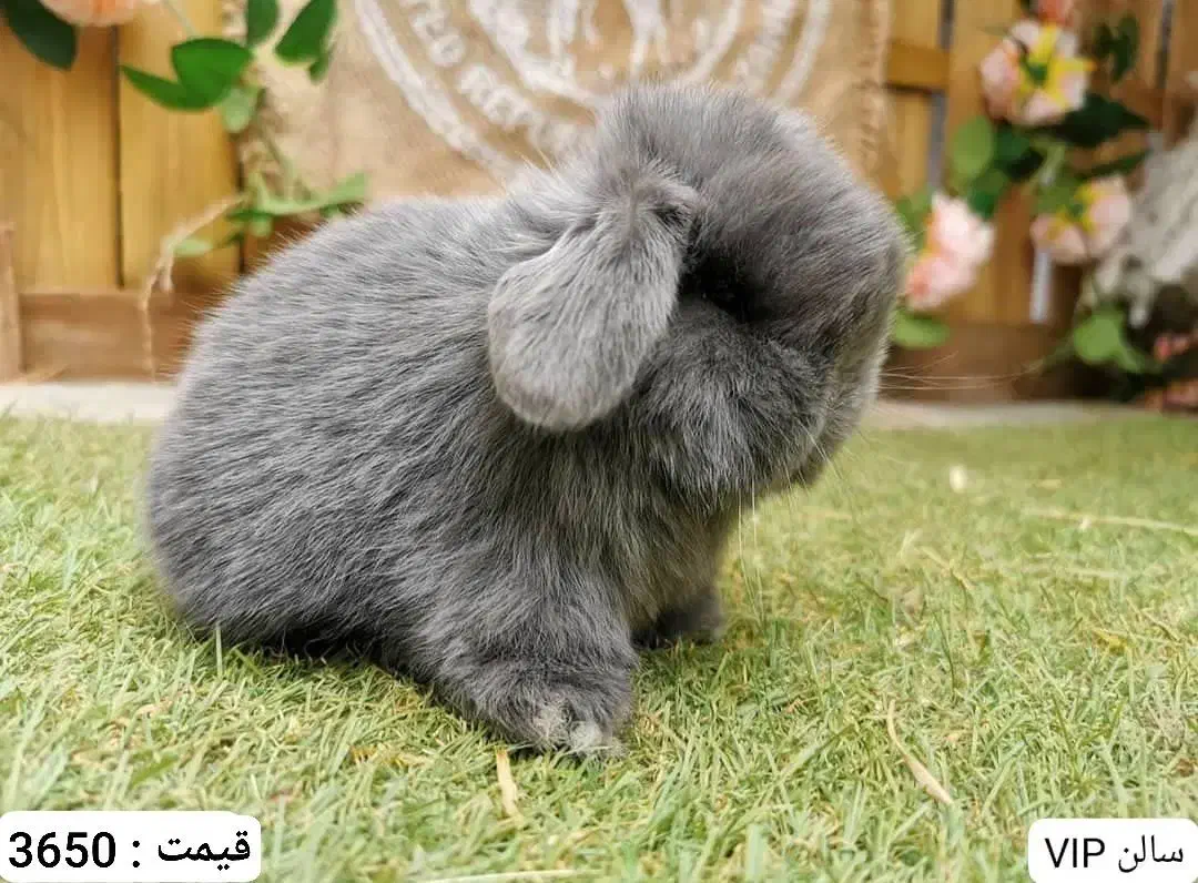 خرگوش لوپ|موش و خرگوش|شهریار, شهرک وائین|دیوار