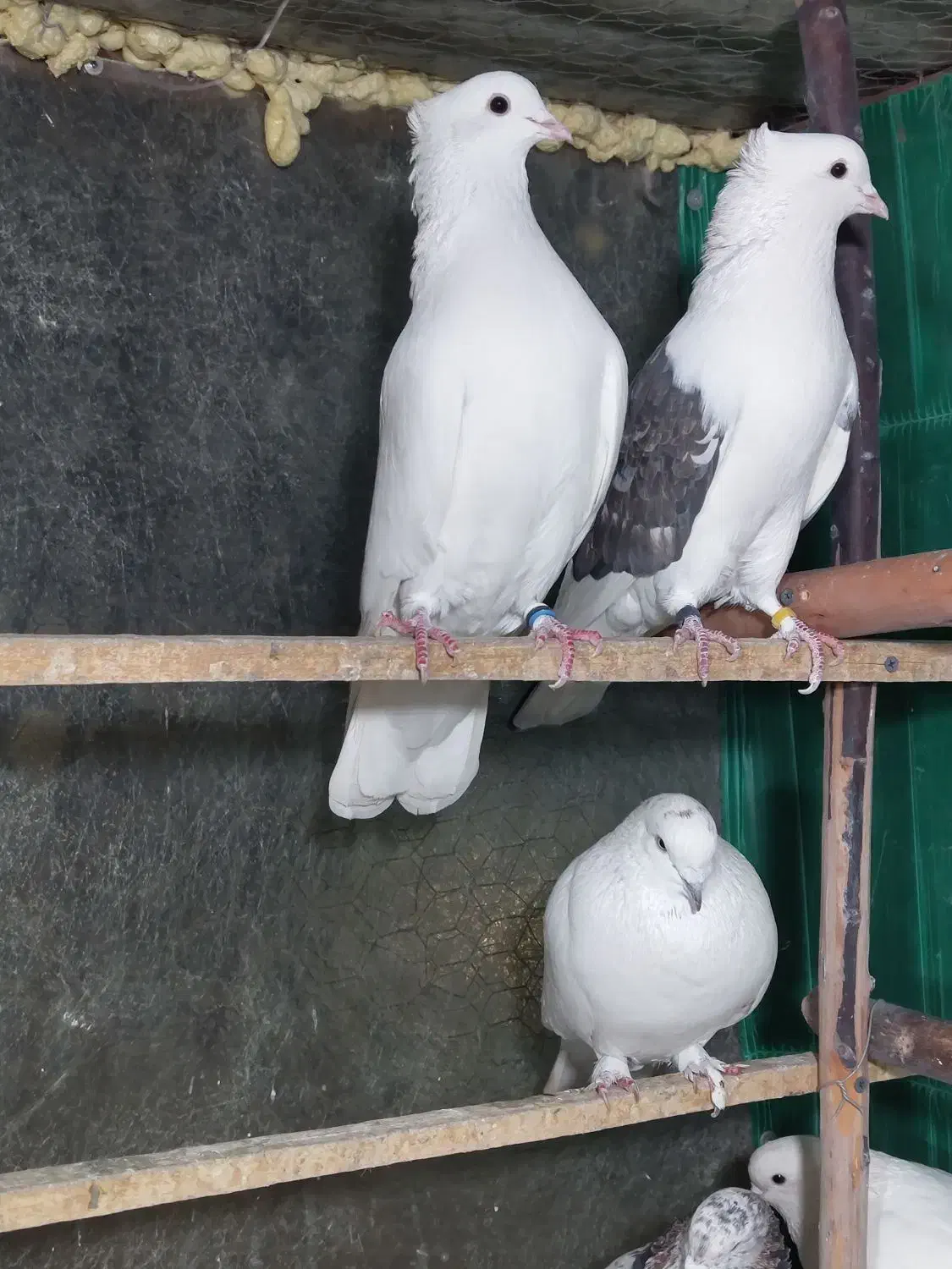 پرنده|پرنده|ورامین, خیر آباد|دیوار