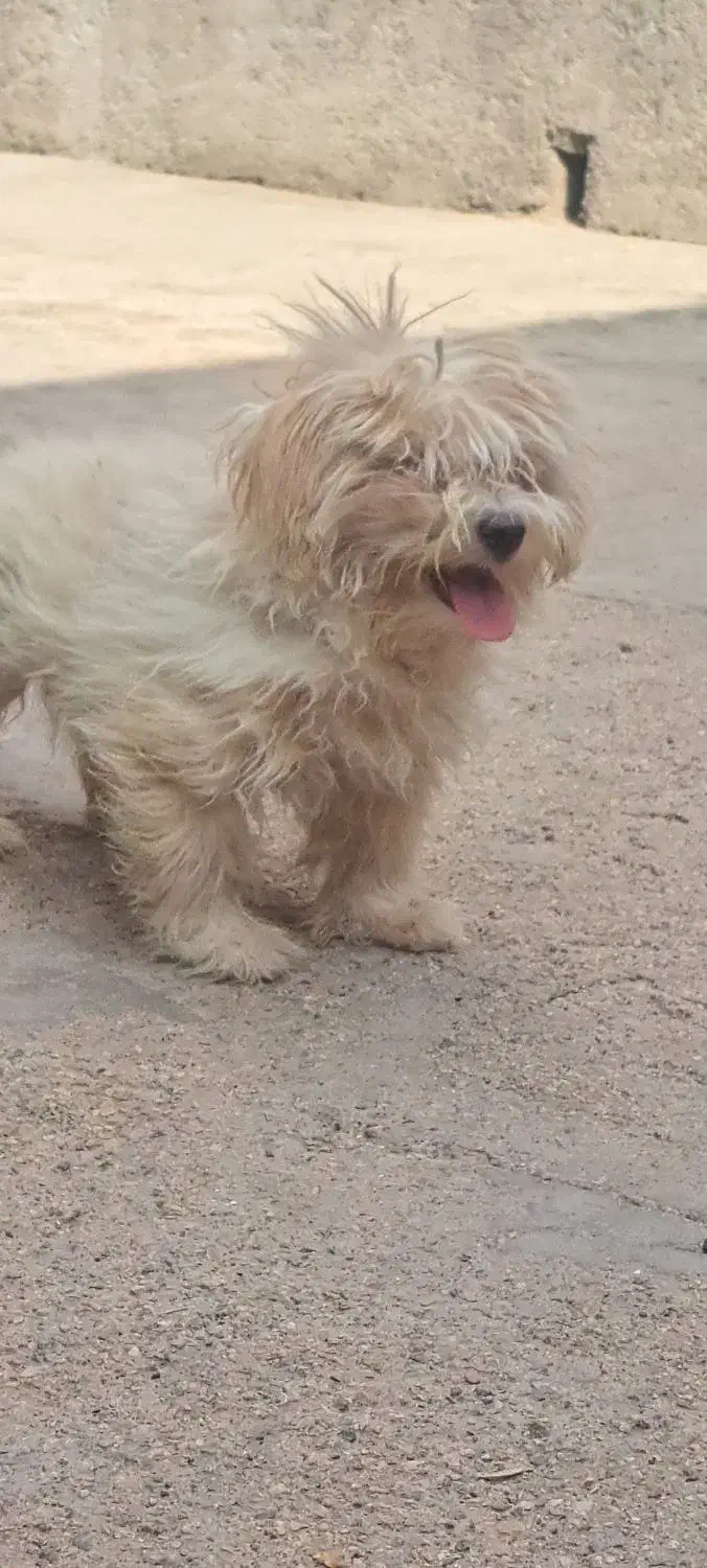 فروش|سگ|بافق, |دیوار