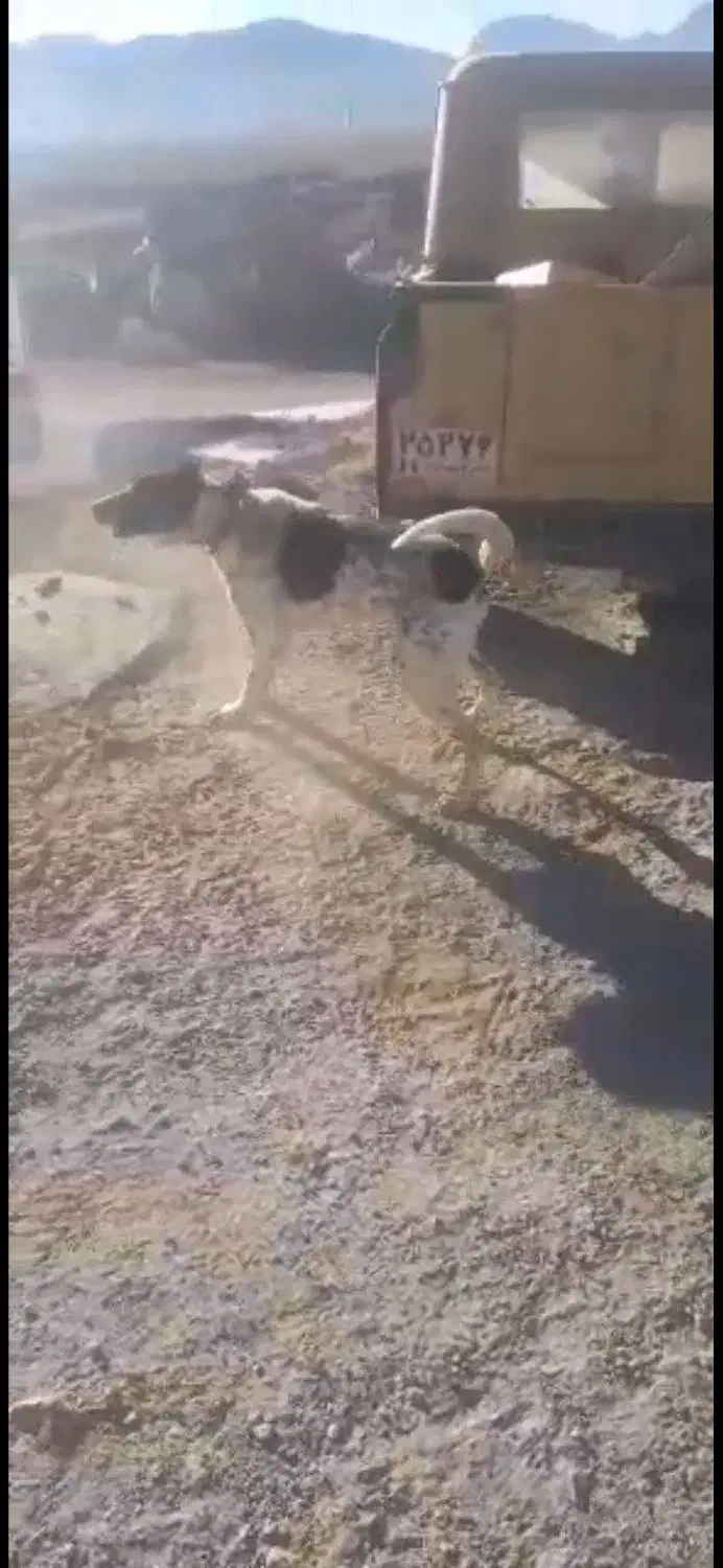 سک نگهبان|سگ|جوادآباد, |دیوار