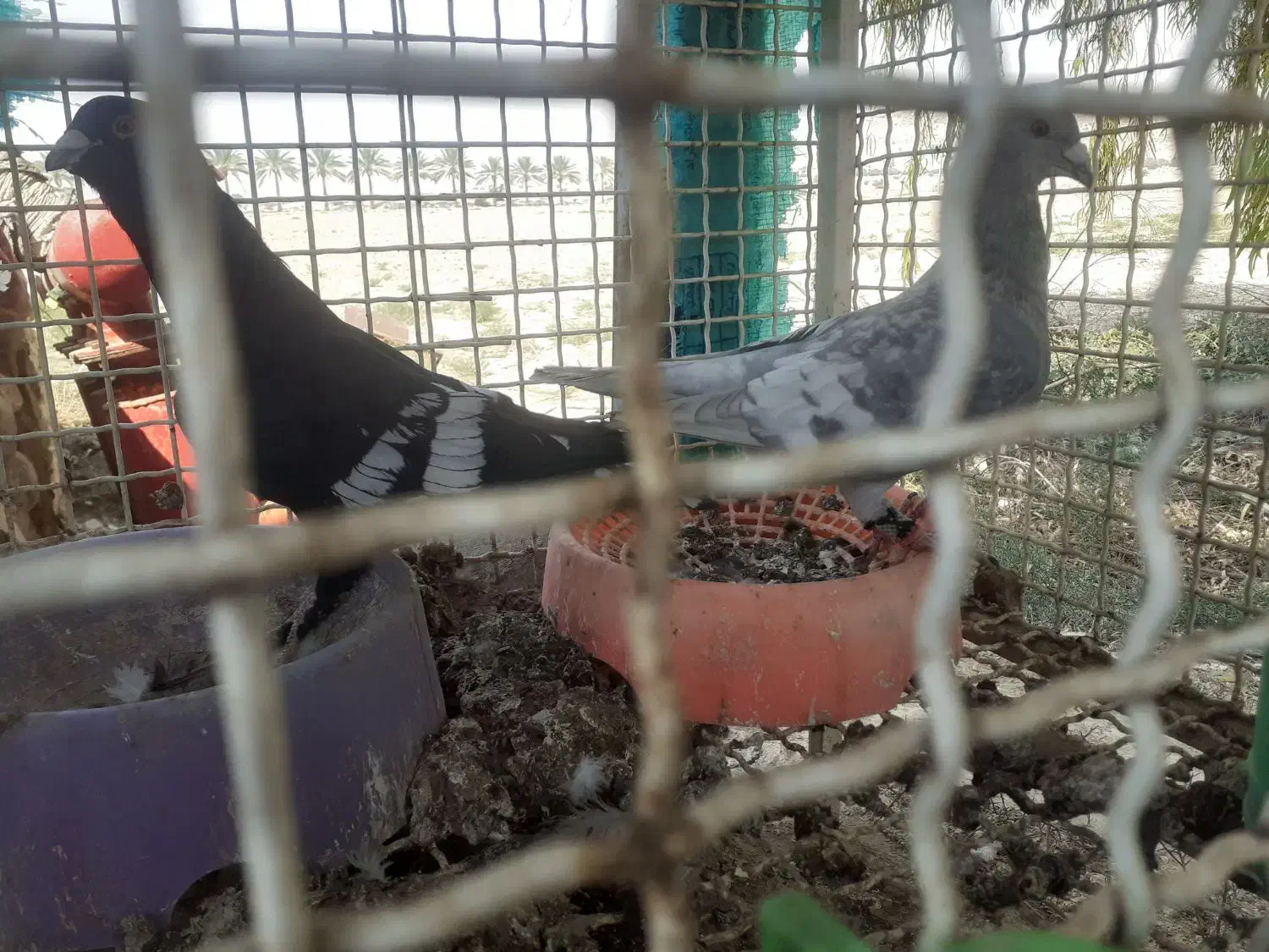 کبوتر طاوسی نر و ماده|پرنده|بوشکان, |دیوار