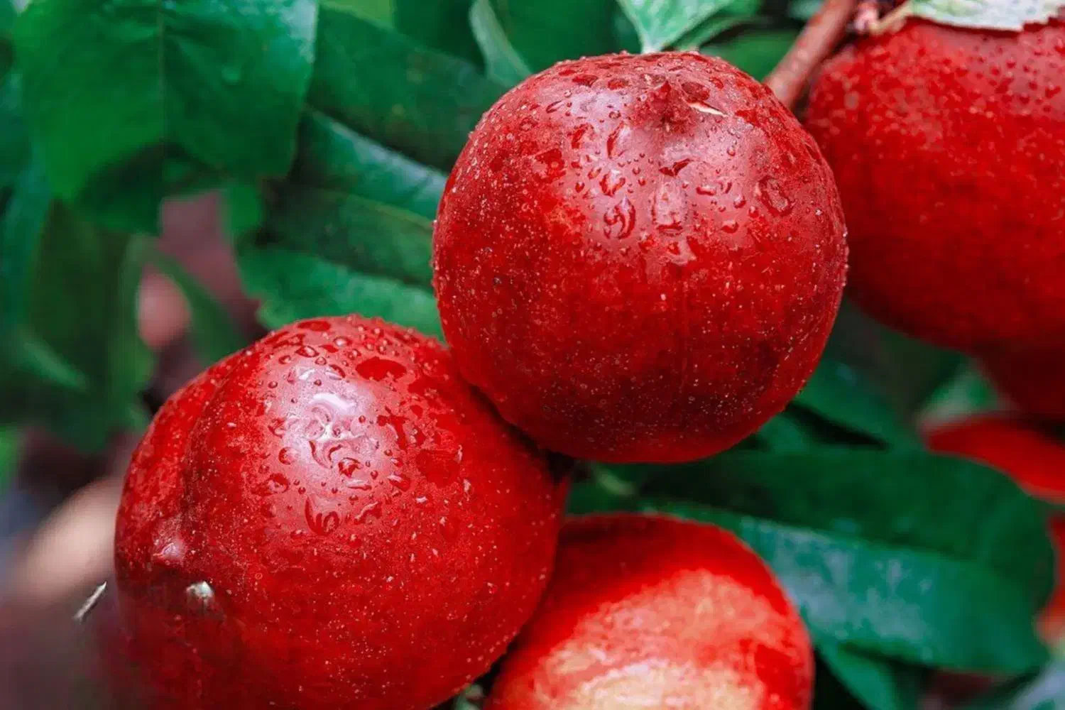 فروش نهال|گل و گیاه طبیعی|اصفهان, باغ زرشک|دیوار