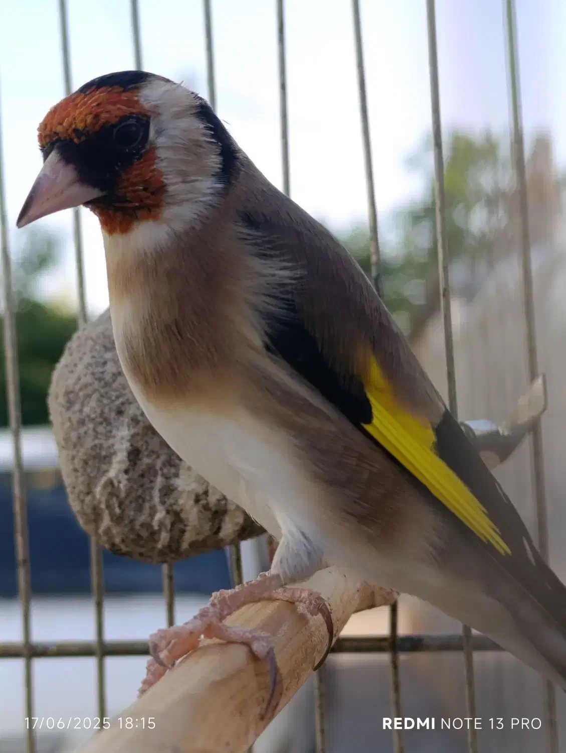 سهره|پرنده|جوانرود, |دیوار