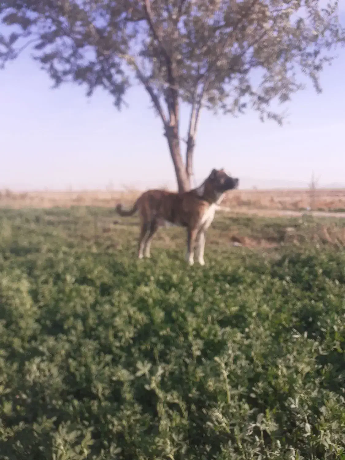 سگ افغان سن دو سال|سگ|میلاجرد, |دیوار