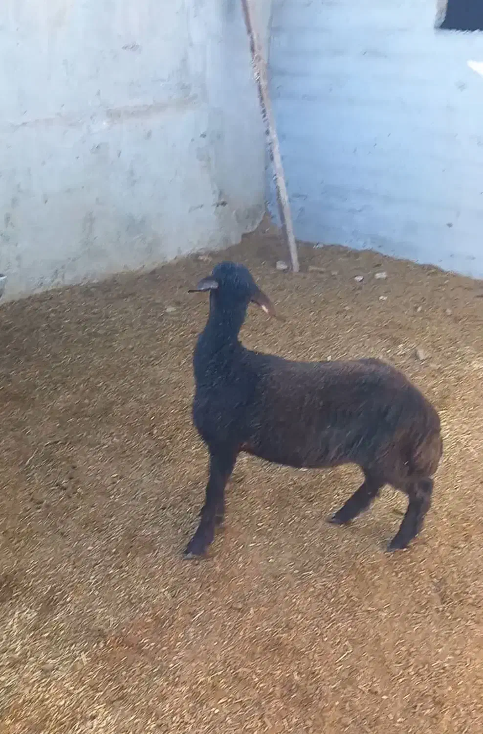 ماده تقلی افشار|حیوانات مزرعه|شاهرود, |دیوار