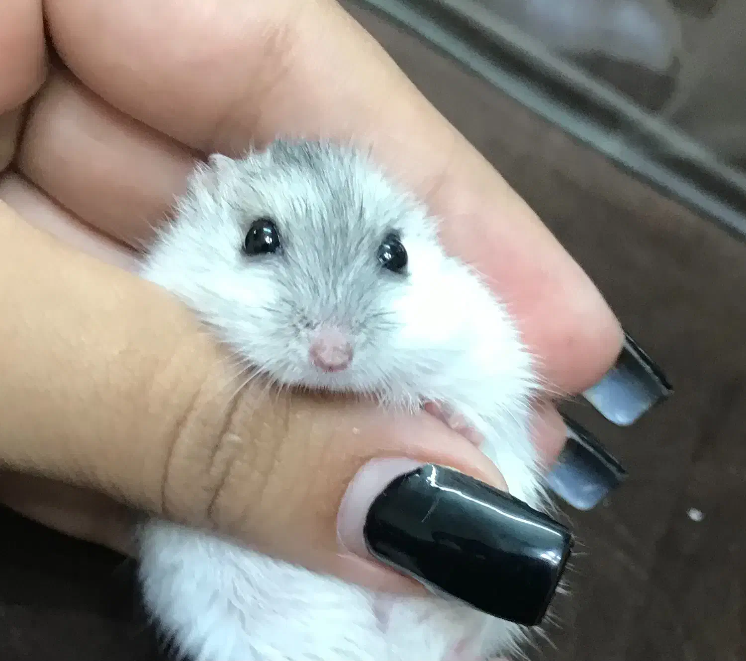 همستر کمپل|موش و خرگوش|خمین, |دیوار