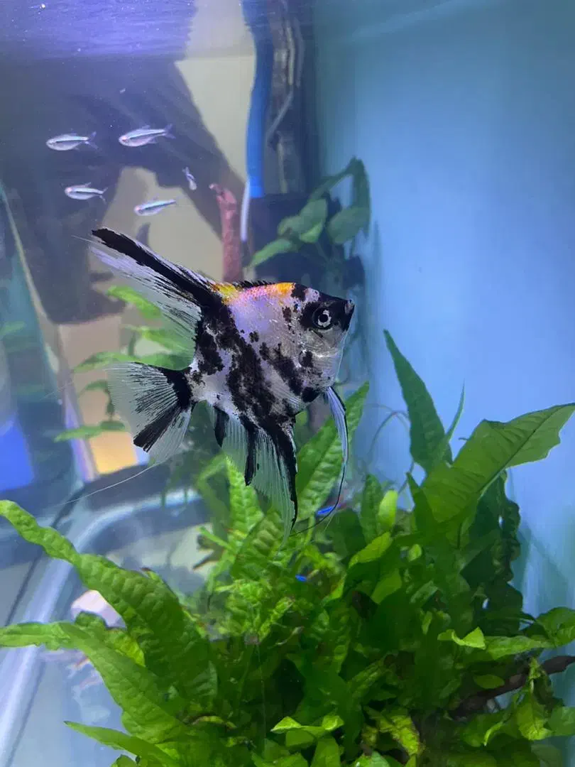 ماهی اکواریم|ماهی|بندر ماهشهر, |دیوار