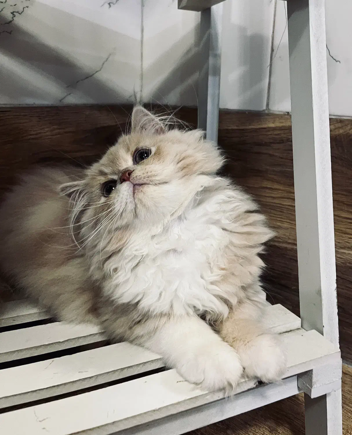 جفت گیری ماده|گربه|گرگان, |دیوار