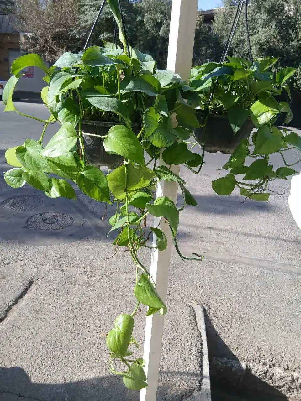 گل و گلدان پتوس و|گل و گیاه طبیعی|قم, باغ پنبه|دیوار