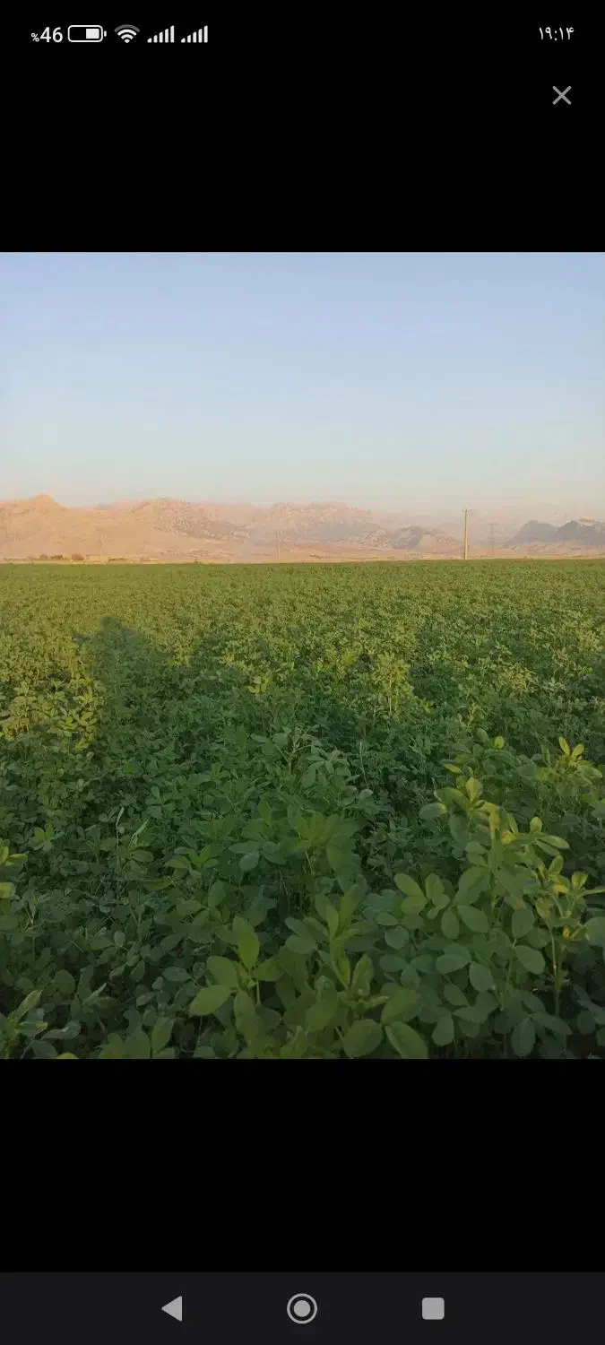 یونجه قلعه تل باغملک|خوردنی و آشامیدنی|اهواز, آریاشهر|دیوار