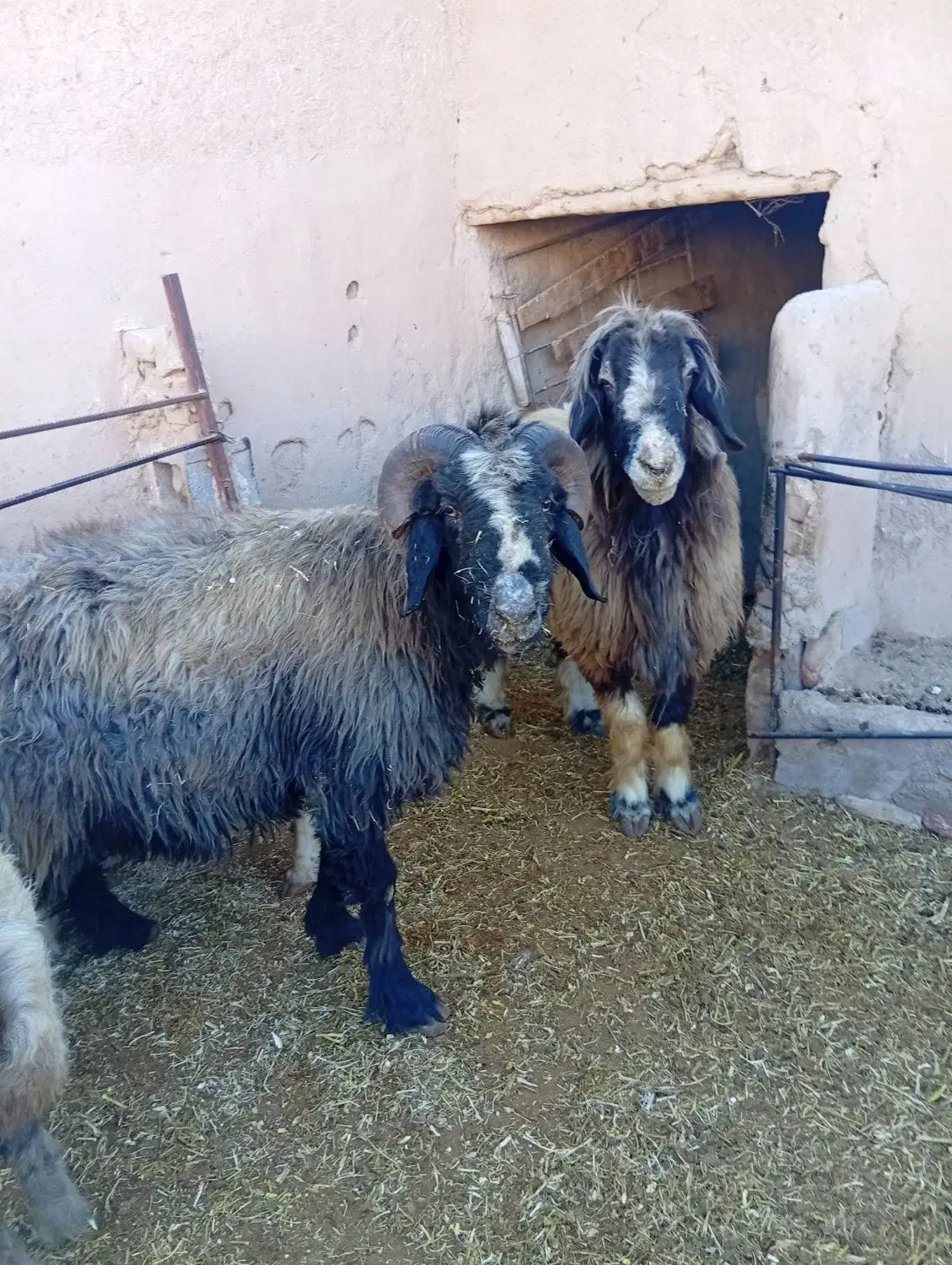 قوچ داشتی|حیوانات مزرعه|شهرضا, |دیوار