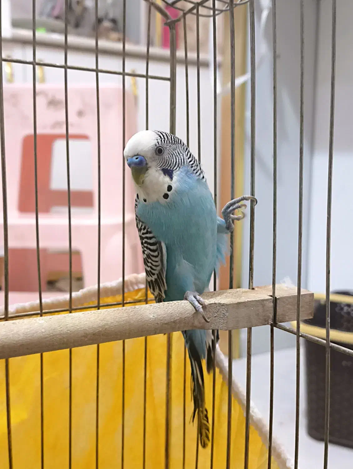 مرغ عشق نر کار داده مست زیر قیمـ ــت|پرنده|مشهد, هدایت|دیوار