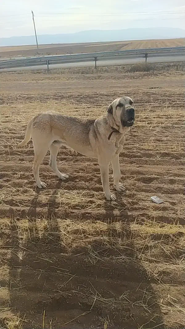 واگذاری سرابی ۳ساله همه چی به شرط|سگ|مهربان, |دیوار