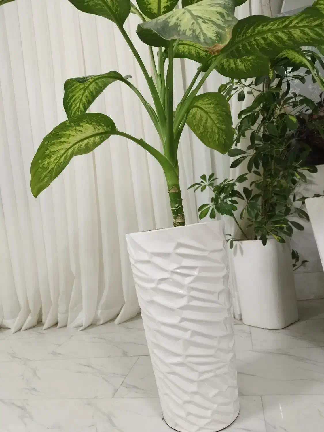 گل دیفن|گل و گیاه طبیعی|تربت جام, شهرک معلم|دیوار