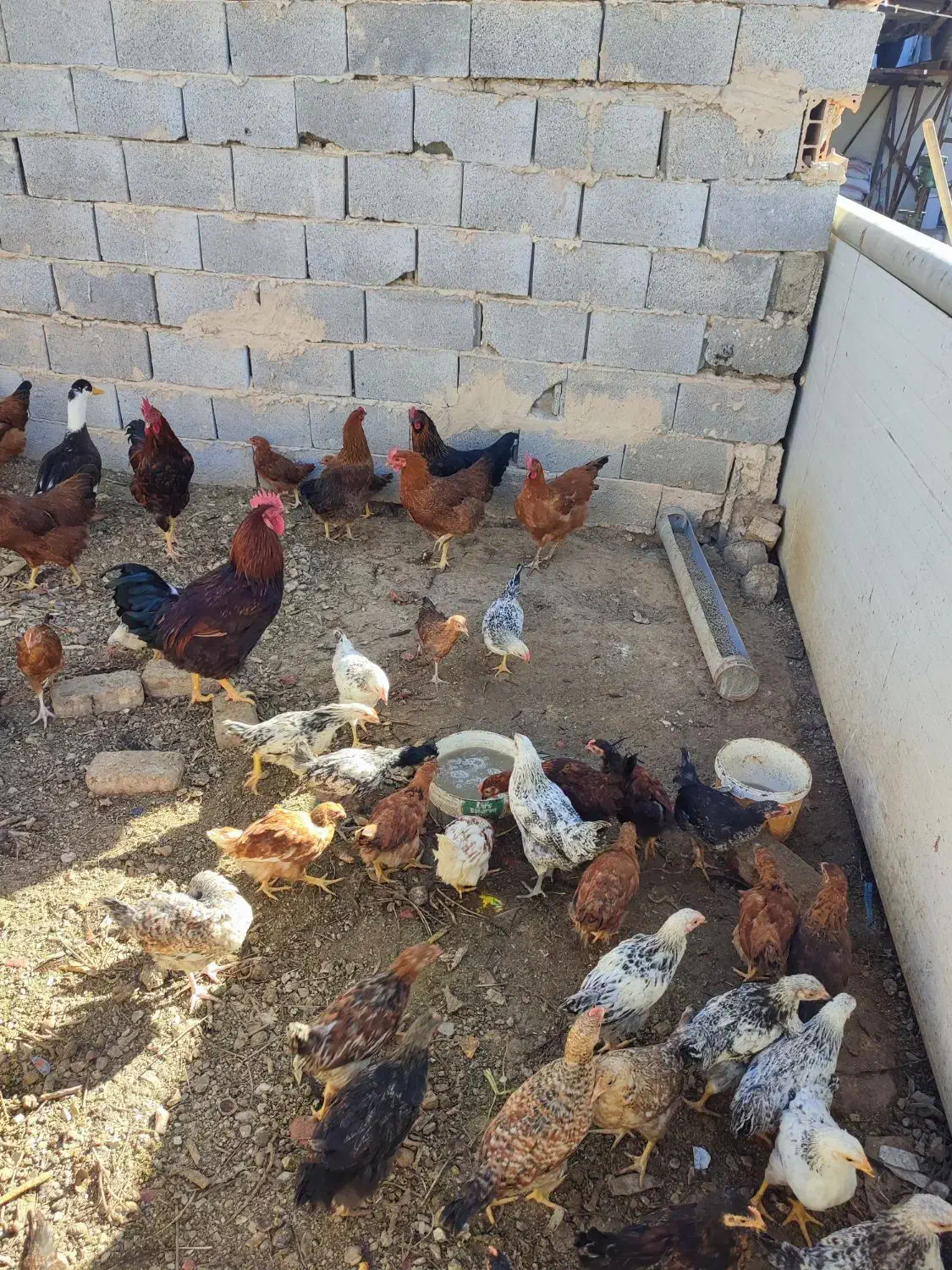 جوجه مرغ و خروس|حیوانات مزرعه|بومهن, |دیوار