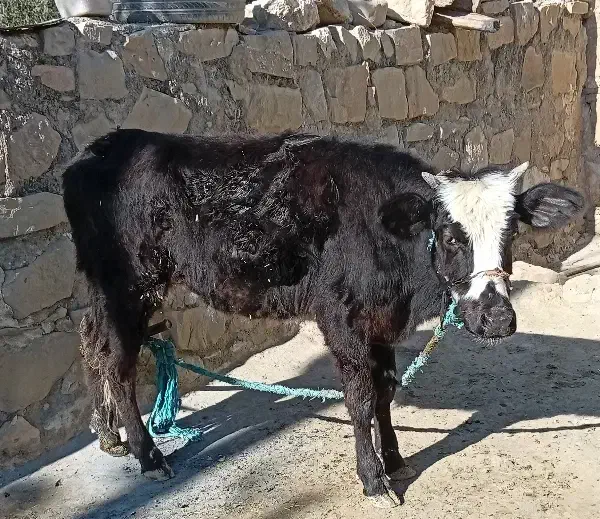 گوساله|حیوانات مزرعه|مسجد سلیمان, |دیوار