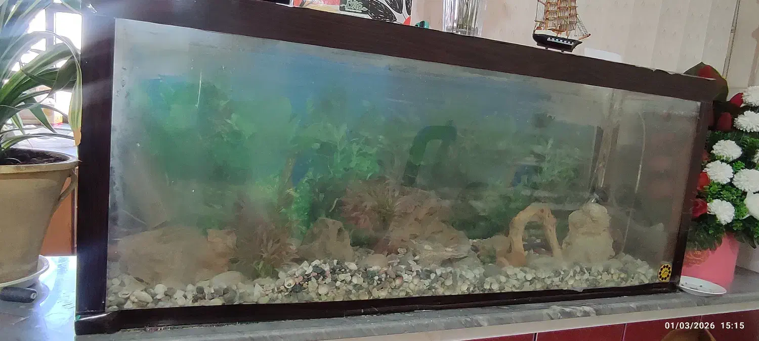 آکواریوم|ماهی|ارومیه, |دیوار