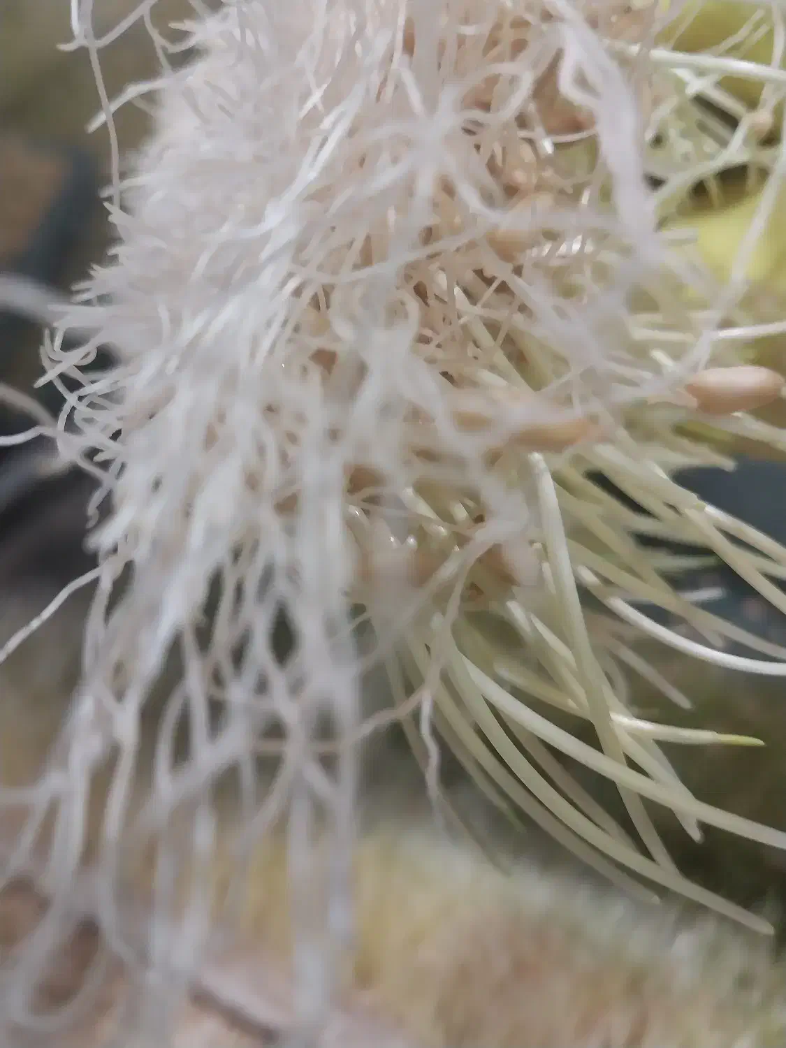 سمنو سنتی مریم بانو|خوردنی و آشامیدنی|پاکدشت, شهرک امام رضا|دیوار