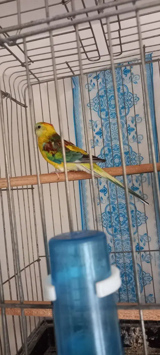 طوطی اوازخان/گرینچک|پرنده|محمدشهر, ولدآباد|دیوار