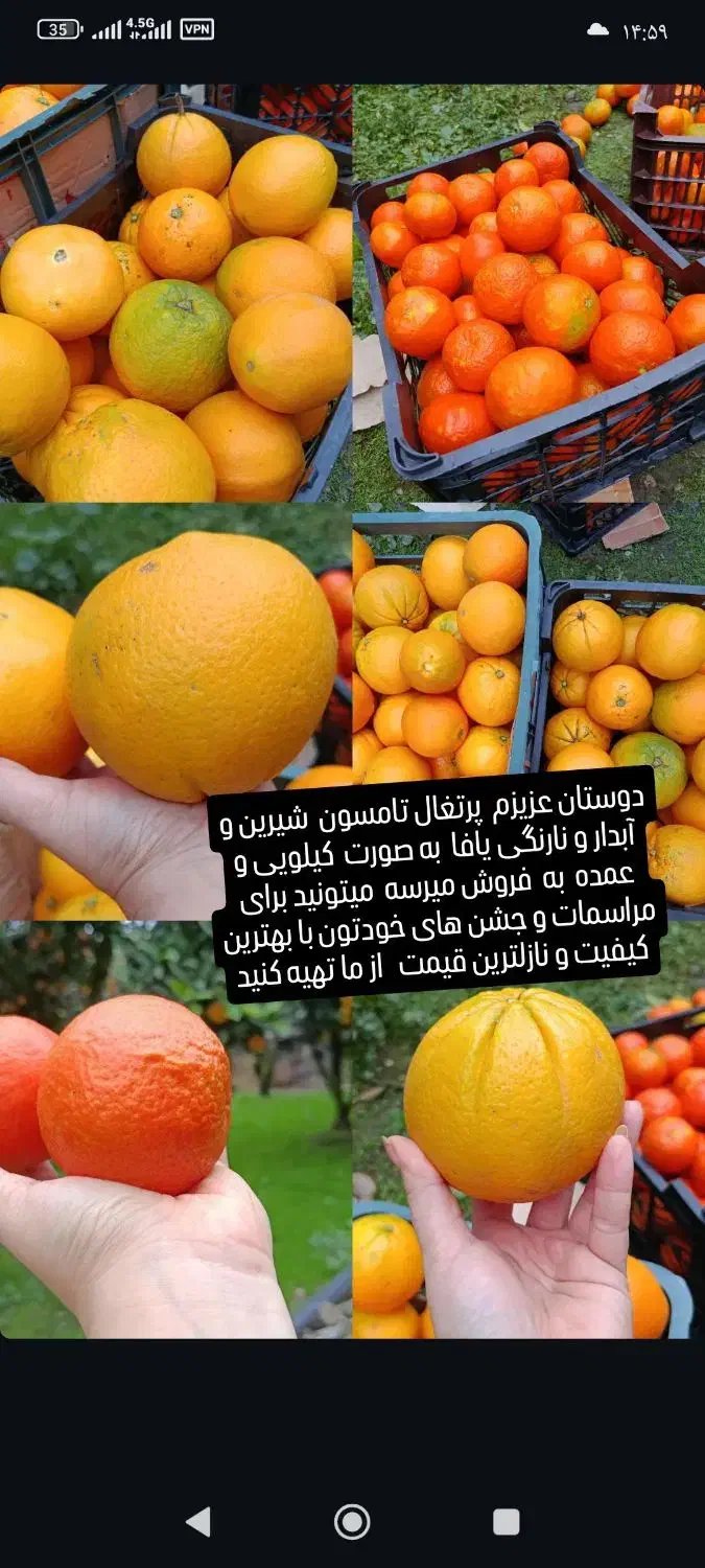 فروش نارنگی یافا و پرتغال تامسون|خوردنی و آشامیدنی|پرهسر, |دیوار