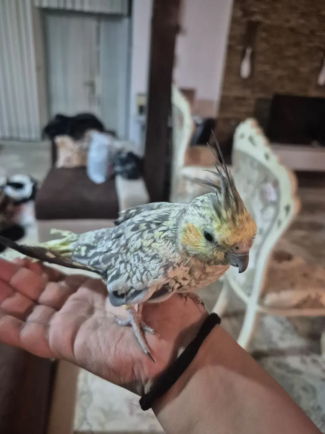 عروس هلندی ماده|پرنده|دوگنبدان, |دیوار