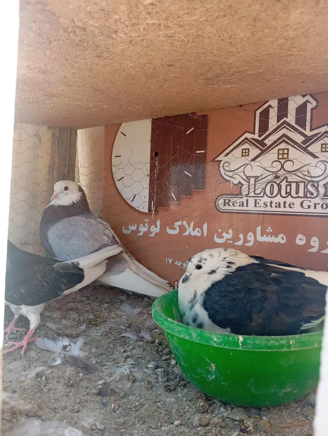 کبوتر   ابلق.|پرنده|اصفهان, باغ زرشک|دیوار