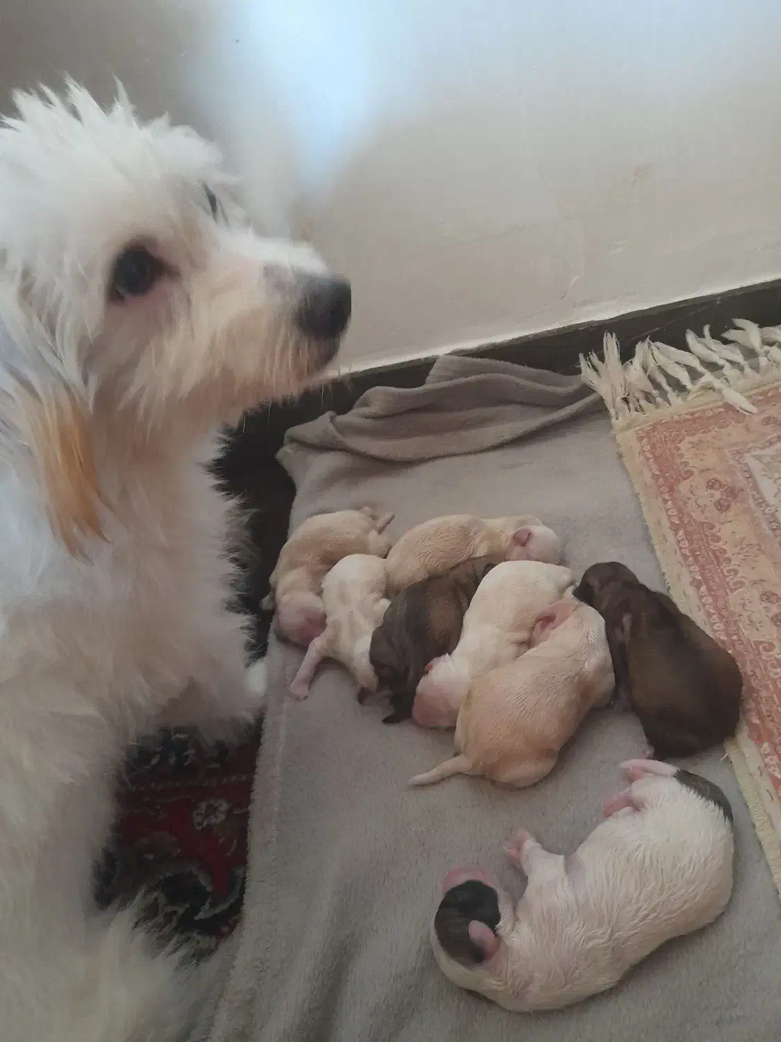 توله شیتزو|سگ|اندیمشک, |دیوار