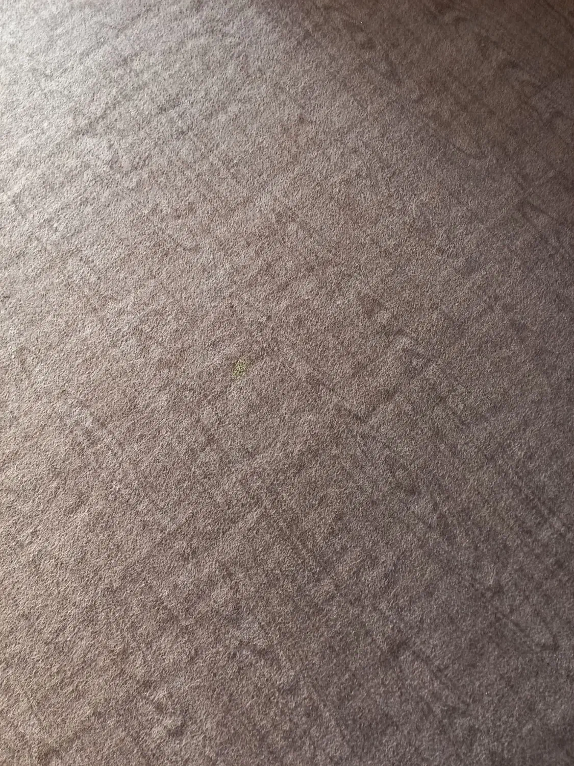 موکت بسیار بزرگ|موکت|کازرون, |دیوار