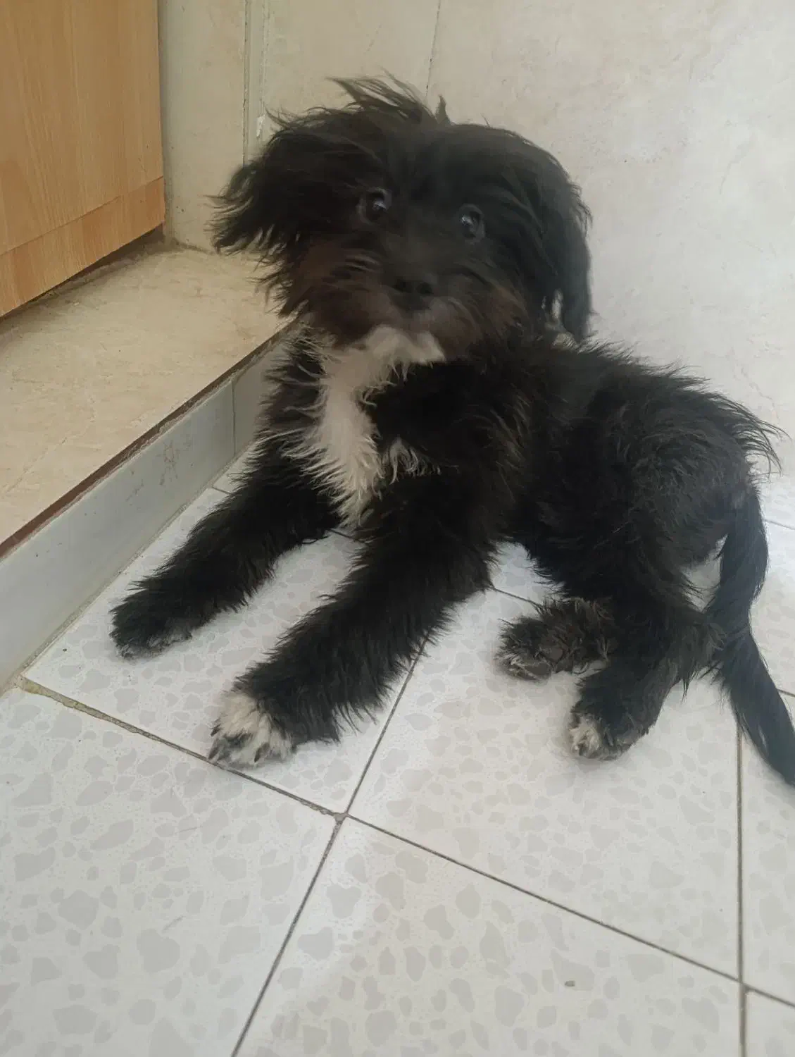 سگ شیتزو کراس|سگ|زاهدان, |دیوار