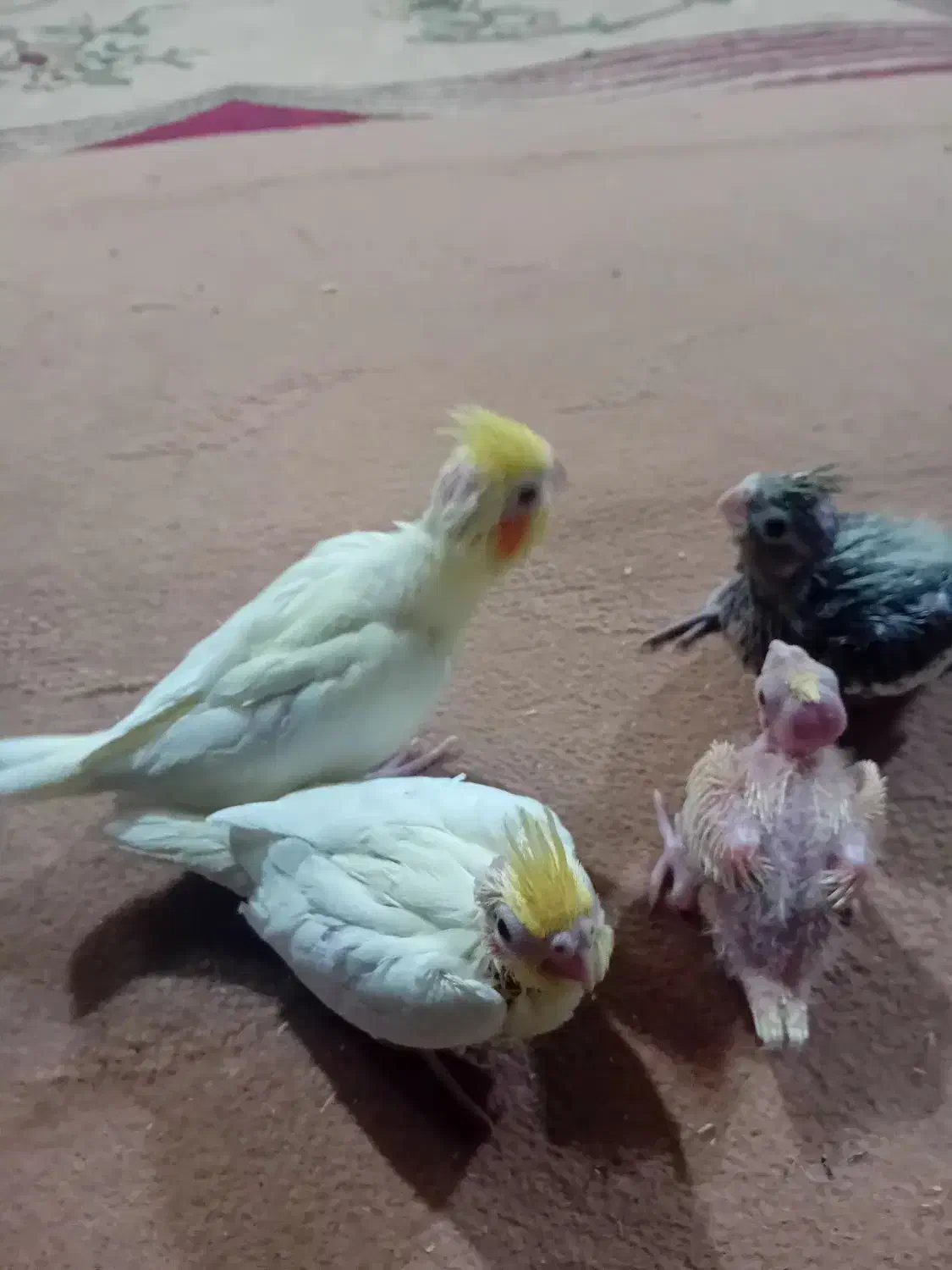 جوجه عروس هلندی|پرنده|مسجد سلیمان, |دیوار