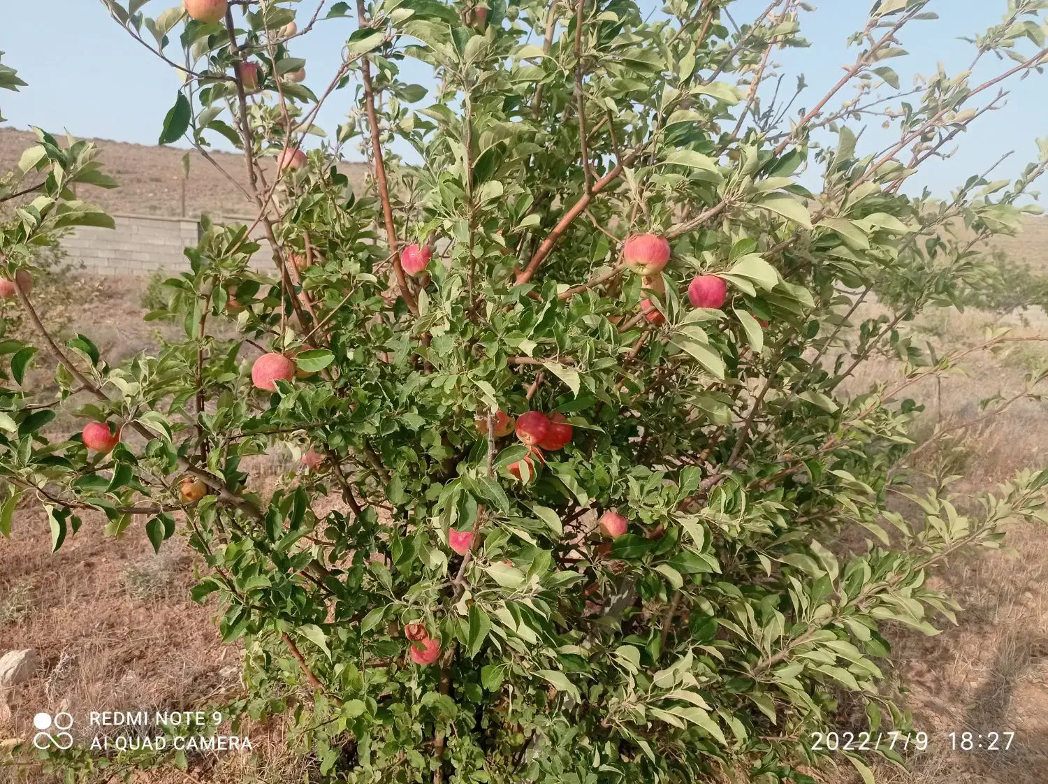 فروش باغشهری|فروش دفتر صنعتی، کشاورزی، تجاری|شیراز, کودیان|دیوار