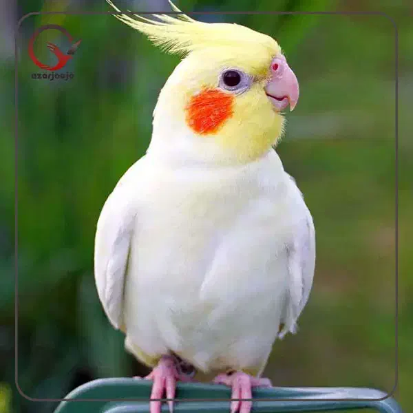 گمشده|حیوانات|میناب, |دیوار