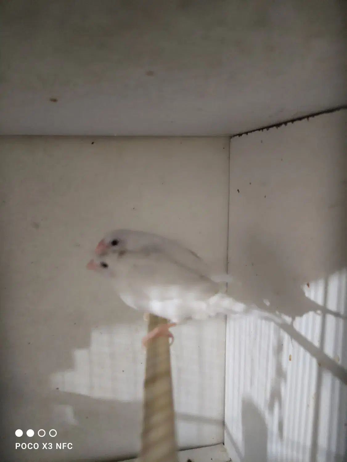 فنج بنگالی جفت تخم هم داره|پرنده|ساوه, |دیوار