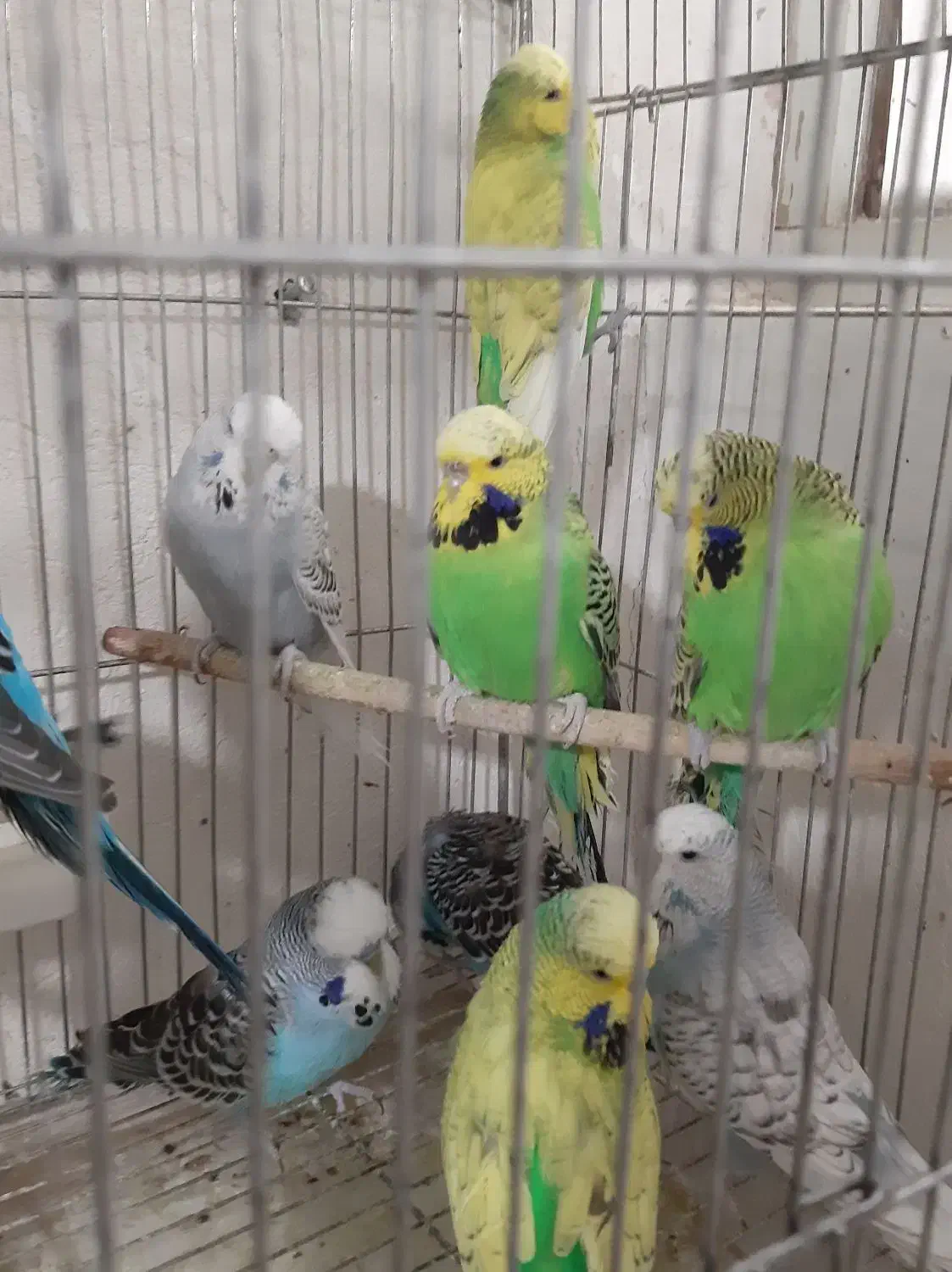 مرغ عشق انگلیسی و مرغ عشق رنگین کمانی|پرنده|خلخال, |دیوار