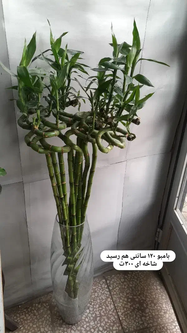 بامبو ۱۲۰ سانتی|گل و گیاه طبیعی|خرمدره, |دیوار