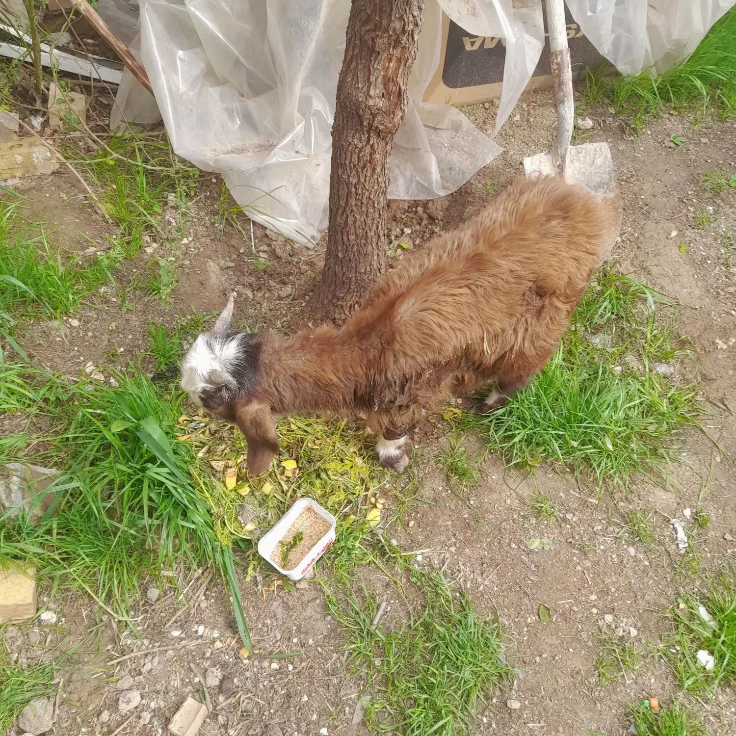 بز یک ماهه|حیوانات مزرعه|مشهد, شهید احمدی روشن|دیوار