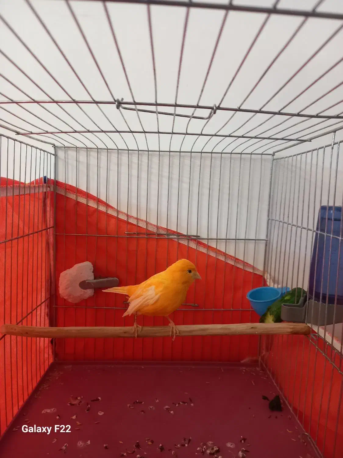 قناری نر پرتقالی|پرنده|هشتگرد, شهرک راه آهن|دیوار