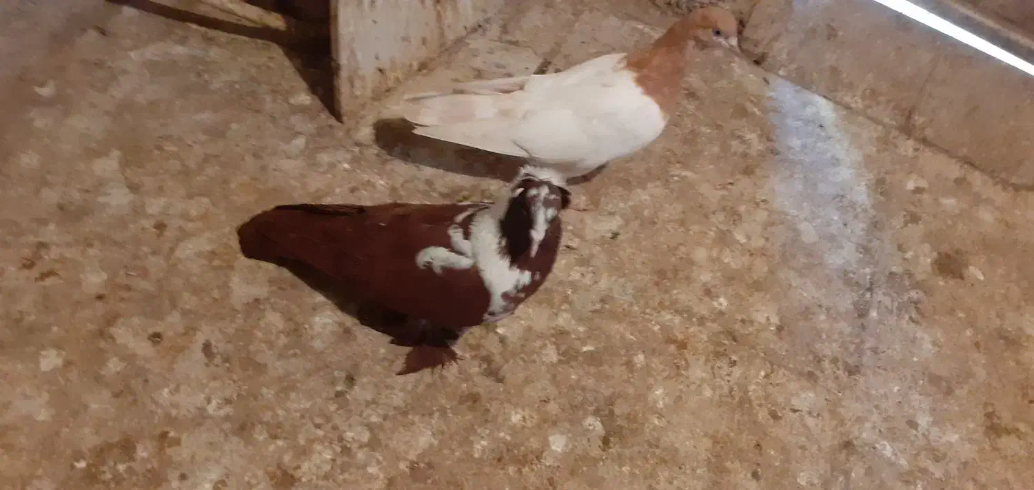 باسلام ککیلی نر جوان|پرنده|اردبیل, |دیوار