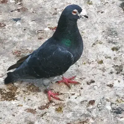 کبوتر|پرنده|شال, |دیوار