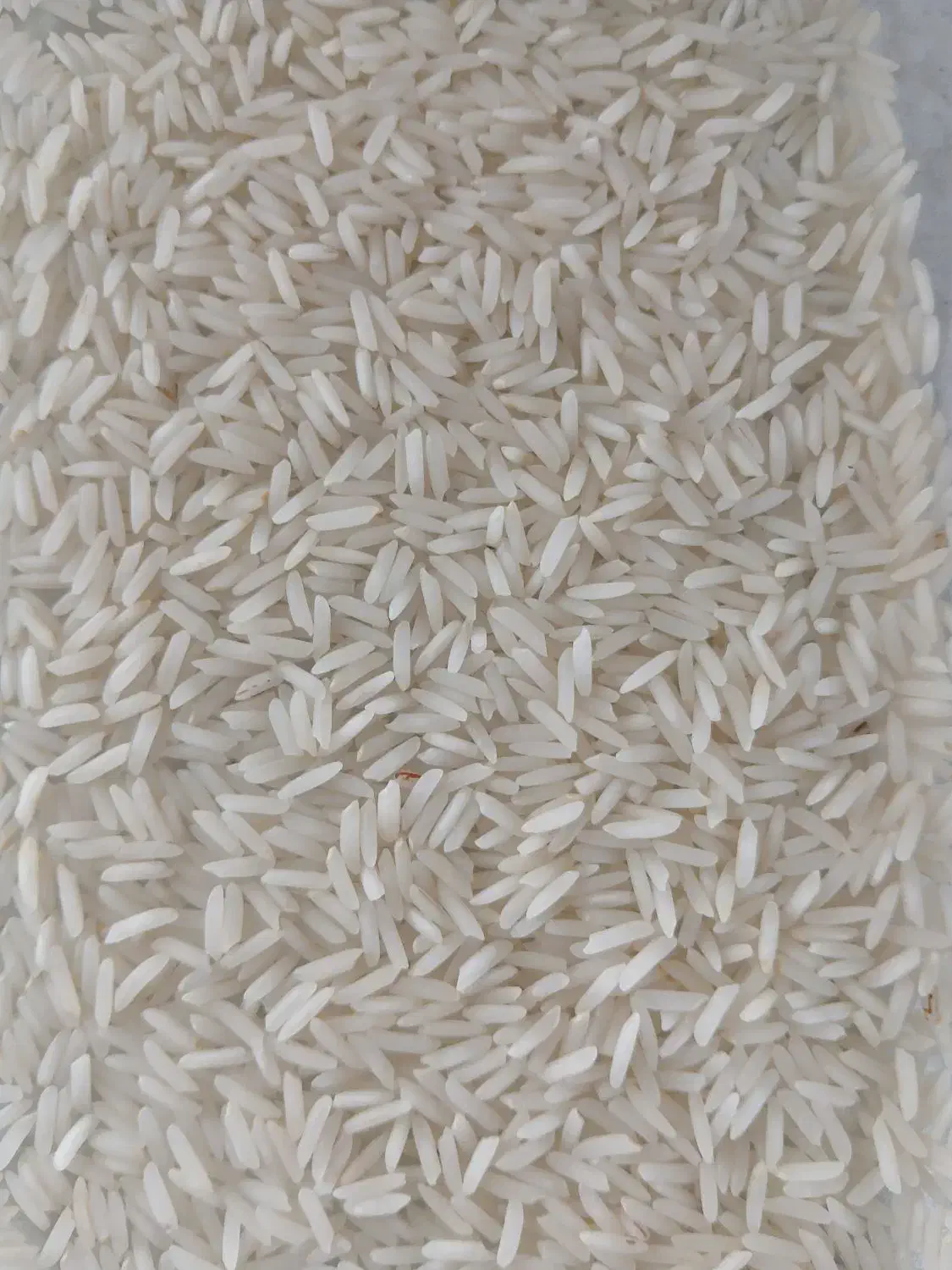 برنج شیرودی اعلا|خوردنی و آشامیدنی|بابل, |دیوار